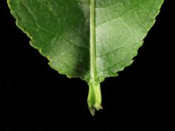 Salix pentandra. Glands at base of leaf lamina.
 Image: D. Glenny © Landcare Research 2020 CC BY 4.0
